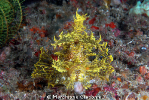 Rhinopia yellow merlet
Nikon D22,60 micro,twin strobo
K... by Marchione Giacomo 